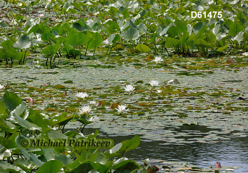 Fragrant Water-lily (Nymphaea odorata)